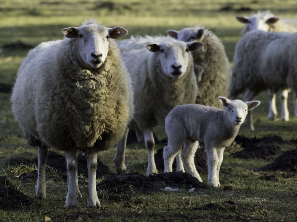 sheep